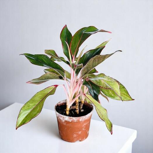 Aglaonema Siam Aurora (Chinese Evergreen)