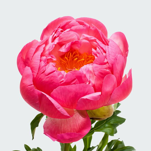 بيونيا الغروب