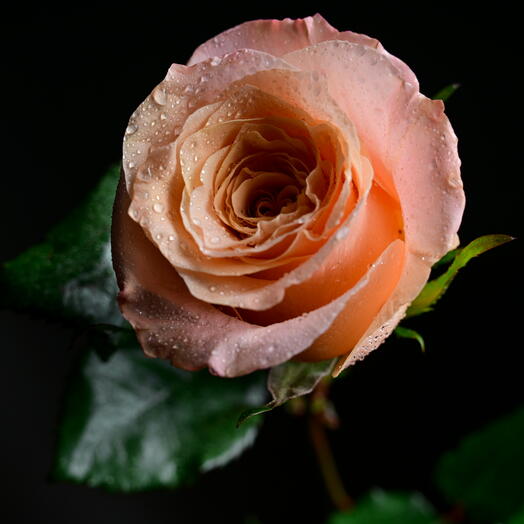 Оранжевая садовая роза 0713