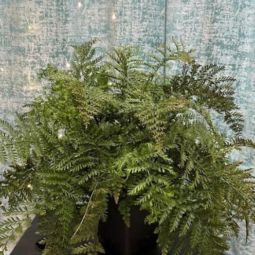 Elegant Fern for Indoor Garden - Hen   Chick Fern Rare plant collection