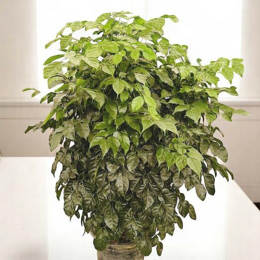 Radermachera (China Doll)