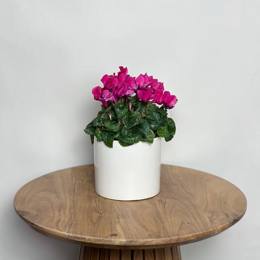 Цикламен персидский - комнатное растение в горшке