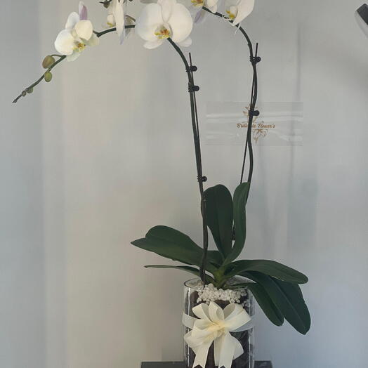 Orchid arrangement