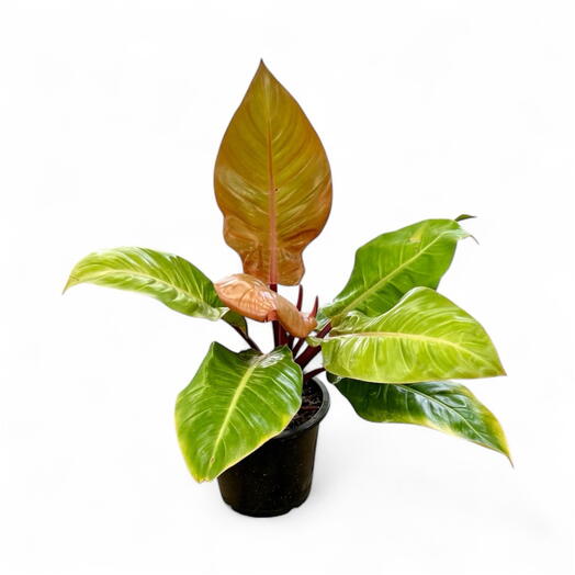 Philodendron Sun Red