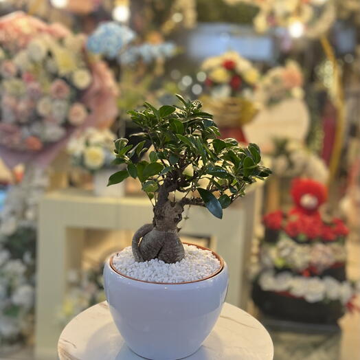 Ficus bonsai