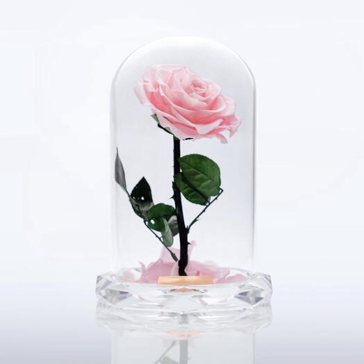 Pink rose forever