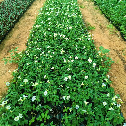 Asystasia Gangetica 10-20CM (1x50 Pack)