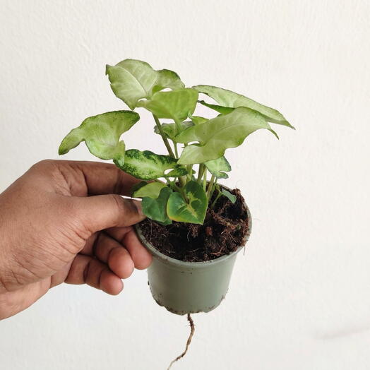 Syngonium blanco