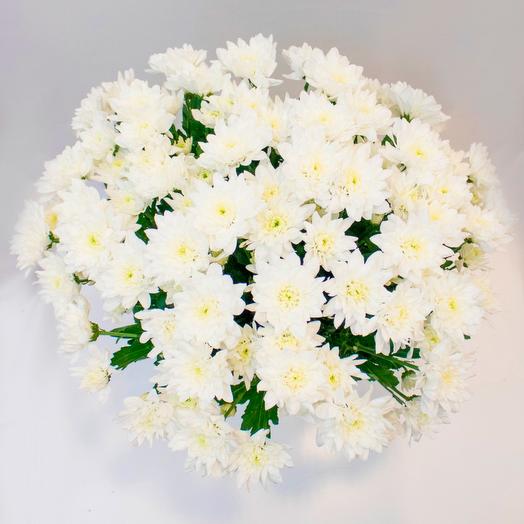 Spray chrysanthemum