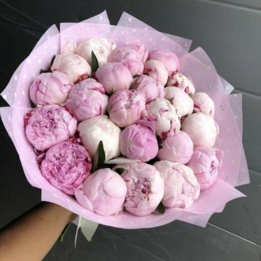 19 فاوانيا وردية