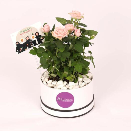 Pink Rose Plant in White Box for Emirati Womens Day