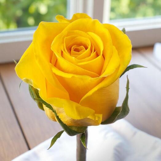 Sunny Yellow Rose per stem– 35 cm Height