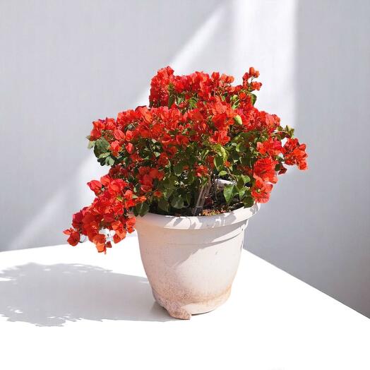 Бугенвиллея оранжевая