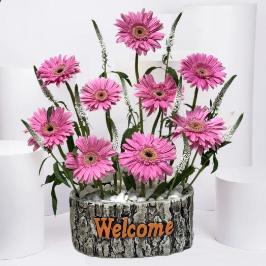 Солнечное розовое приветствие