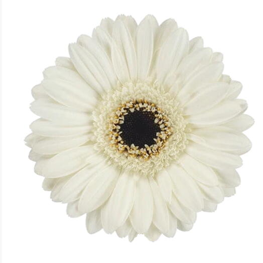 Gerbera White with Black center per stem
