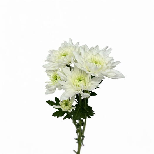 Хризантема Пина колада за стебель