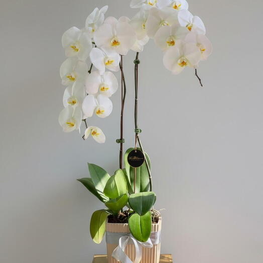 2 Stems White Phalaenopsis Orchid Plant
