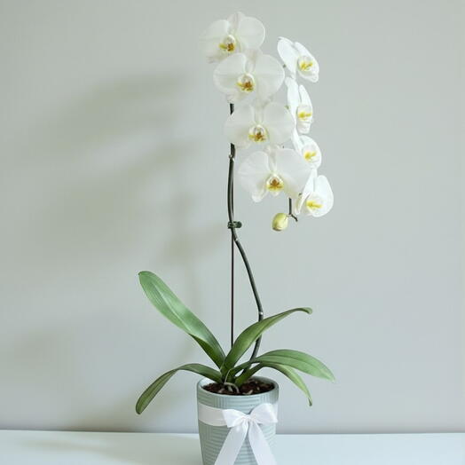 Single Stem White Phalaenopsis Orchid Plant