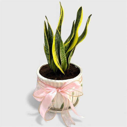 Сансевиерия