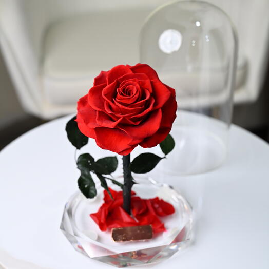 Rosa roja preservada en cúpula de cristal – regalo eterno para cumpleaños   Amor