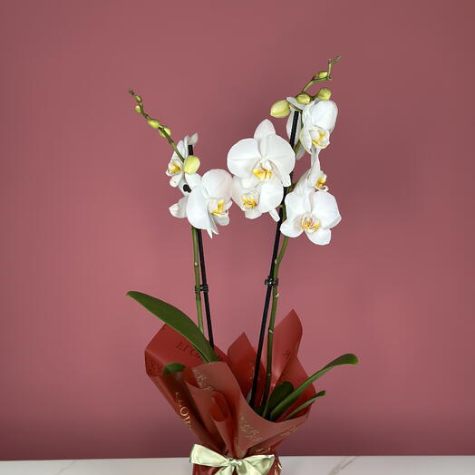 Небесный лепесток: белая орхидея на двух стеблях