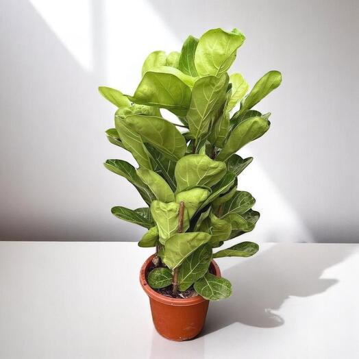 Фикус лировидный