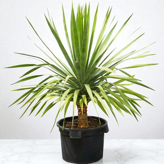 Драцена драконовая