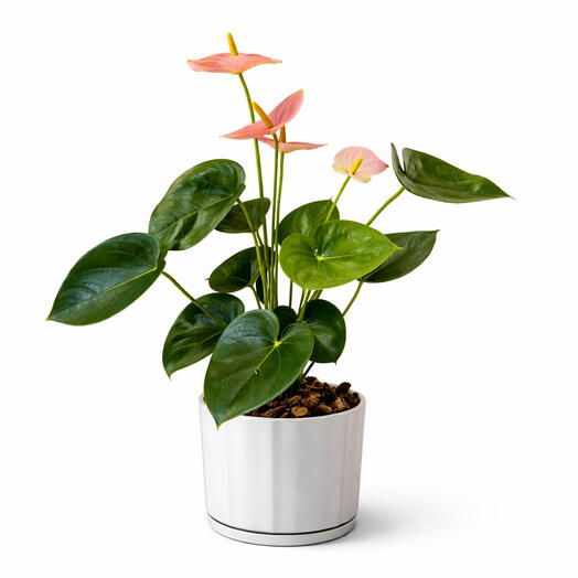 Растение Антуриум