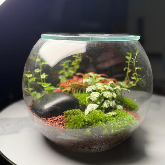 Le terrarium Canopée d'entreprise