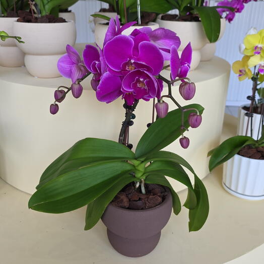 Mini Purple Orchid (Brown Pot)