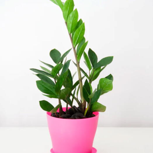 Замиокулькас