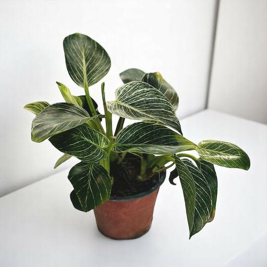 Филодендрон Биркин настольное комнатное растение