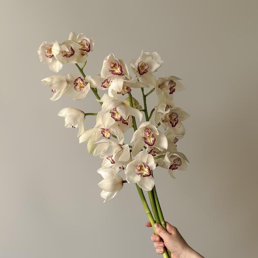 White orchid (3 pcs)