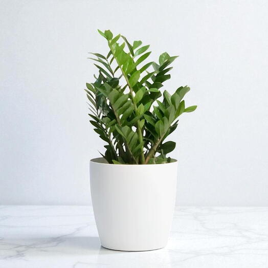 Замиокулькас