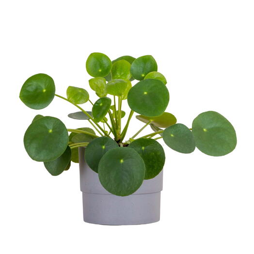 Китайская денежная пилея-Pilea Peperomoides