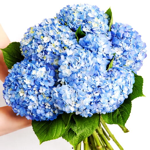 Букет из синих гортензий Wow – роскошный подарок