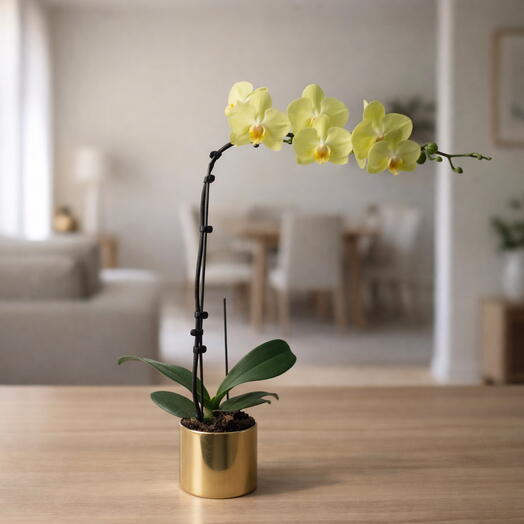 Жёлтая орхидея