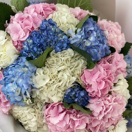 Mixed Hydrangeas