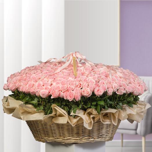 555 Light Pink Roses