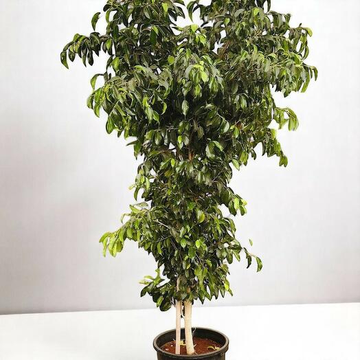 Фикус Бенджамина Плачущий фикус