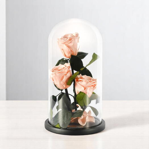 Персиковые стабилизированные розы в стеклянном куполе (трио)