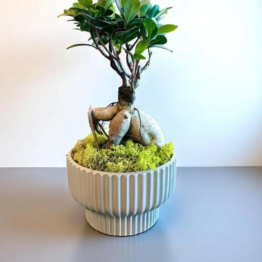 Фикус Гинсенг Бонсай