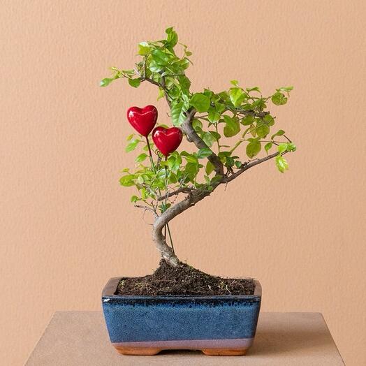 Любовный бонсай