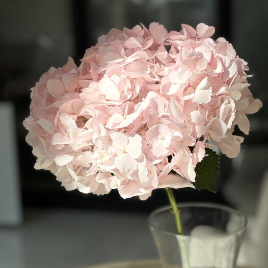 Hydrangea pink