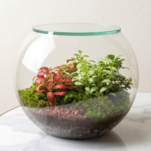 Terrarium au contraste éclatant
