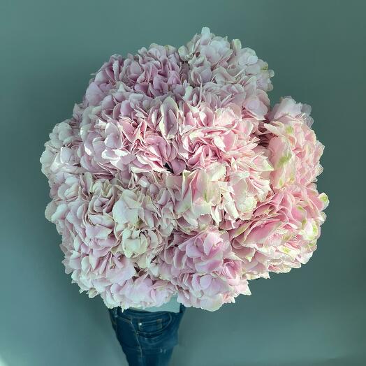 Pink hydrangea