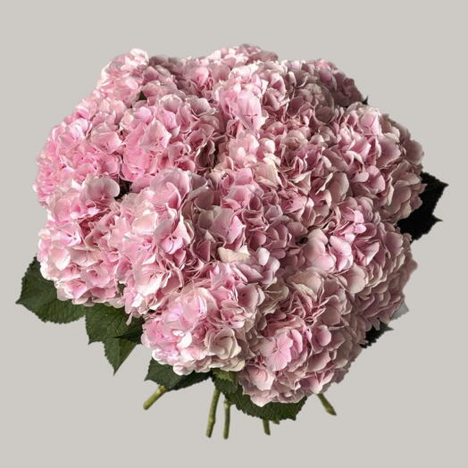 Pink hydrangea (15 pcs)