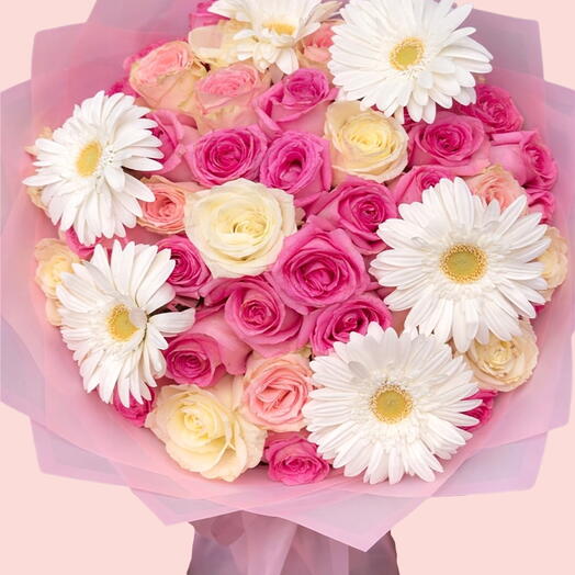 ورود ديزي بلش