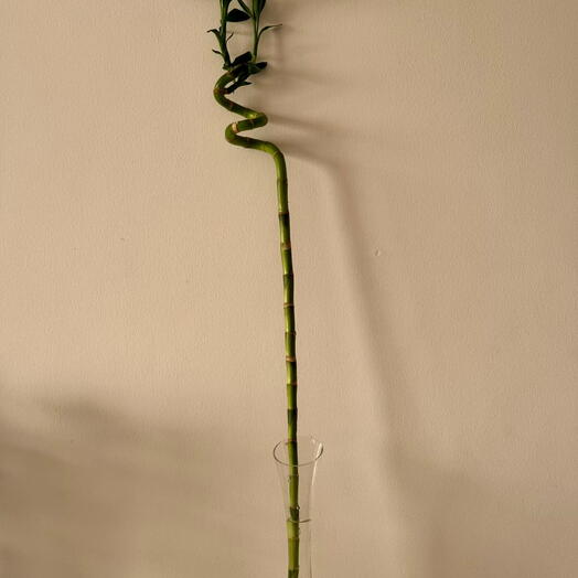 أناقة البامبو المحظوظ