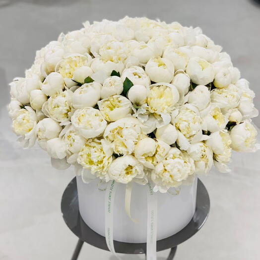 101 زهرة بيونيا في صندوق